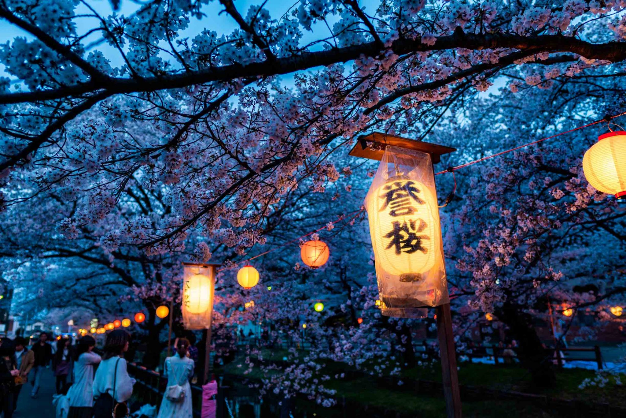Cherry Blossom Season in Japan